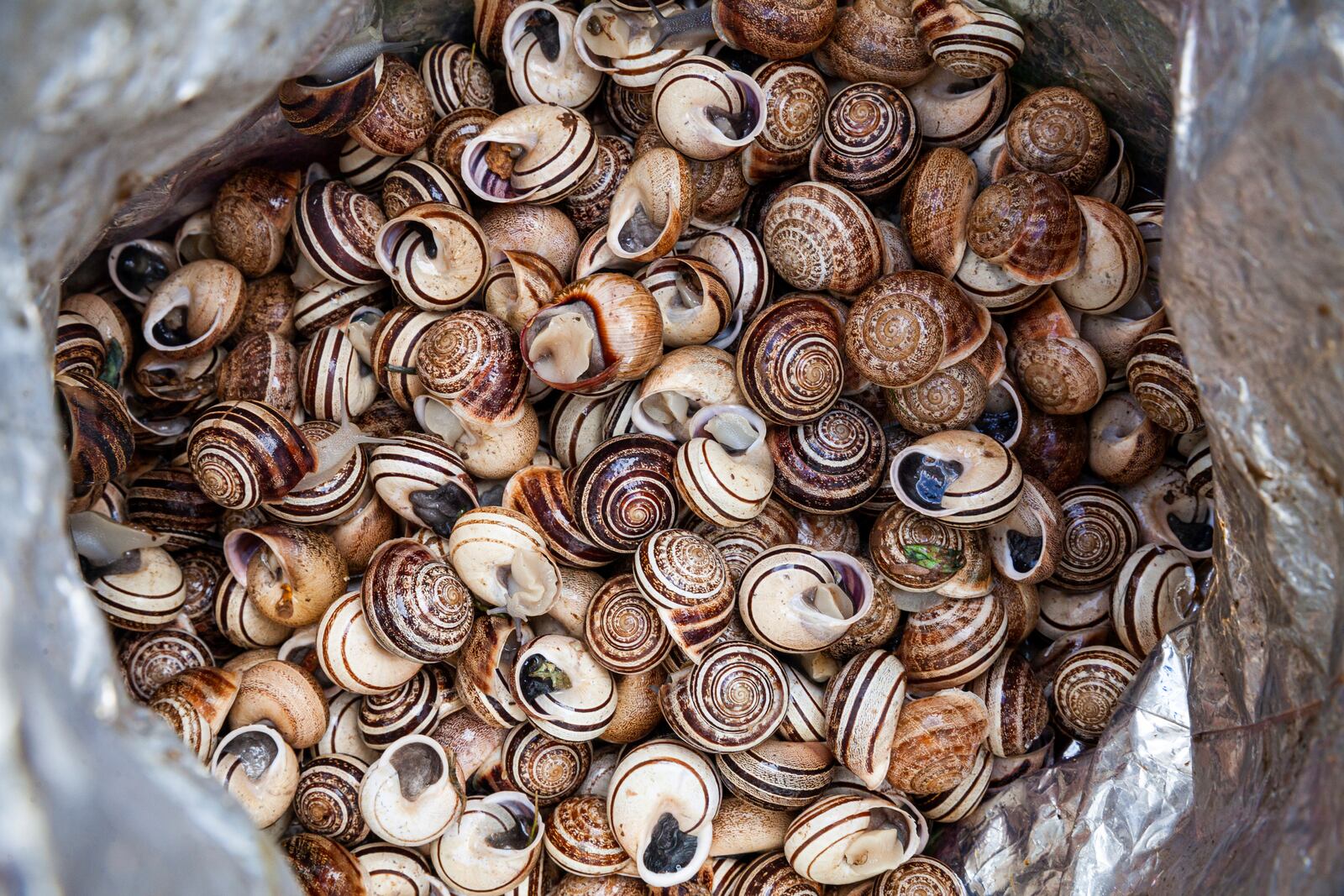 Snails are collected in a bg to be sold to customers, in a mountainous area near Sousse, Tunisia, March 27, 2025. (AP Photo/Ons Abid)