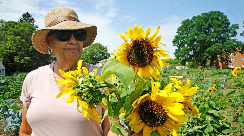 Mary Murphy looks over the sunflowers she picked from her garden at the Jefferson Street Oasis Friday, July 12, 2024. BILL LACKEY/STAFF