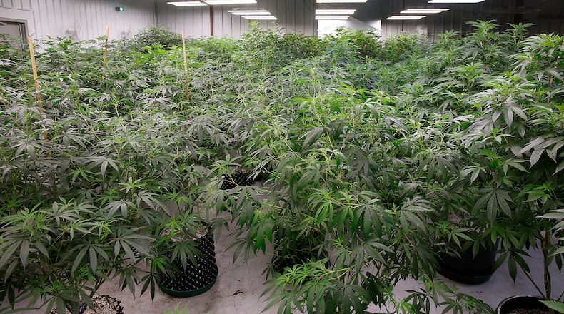A cultivation room at Pure Ohio Wellness' medical marijuana grow facility in Clark County. BILL LACKEY/STAFF