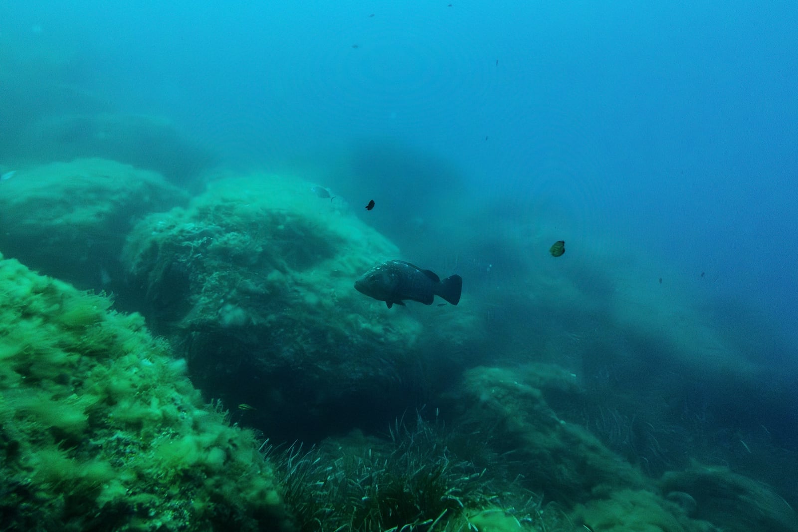 A grouper swims in the protected area of France's Port-Cros National Park ahead of the U.N. Ocean Conference, Saturday, June 7, 2025, (AP Photo/Annika Hammerschlag)