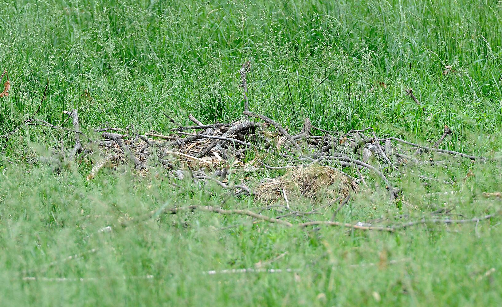 Young Bald Eagles Returned to Nest