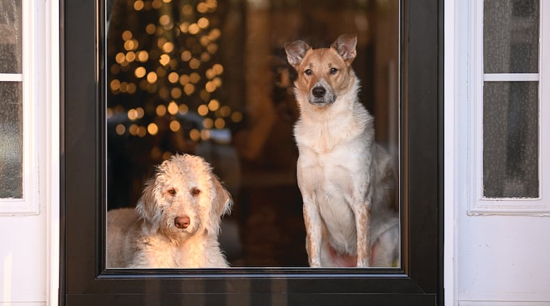 Digestive issues or blockages can affect pets who ingest tinsel or ribbons at the holidays. Select pet-safe ribbons or garlands, and skip the tinsel entirely. METRO CREATIVE CONNECTION