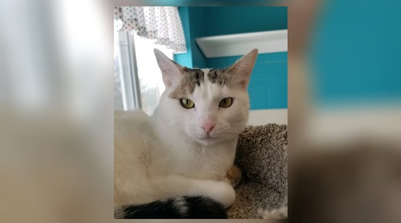 Nova is a beautiful 1-1/2-year-old spayed female. She is one of last year’s kittens who has been overlooked, maybe because she’s a little on the quiet side. Nova is a gentle soul who would love to find a home that will appreciate her need for a quiet place where she can relax and be petted. Come visit her in the Catacabana Room at the Paws Animal Shelter, 1535 West U.S. Highway 36, Urbana. Check out PAWS at pawsurbana.com, on Facebook at facebook.com/paws.urbana, on Petfinder at petfinder.com or call 937-653-6233. PAWS is in need of volunteers and foster homes. CONTRIBUTED