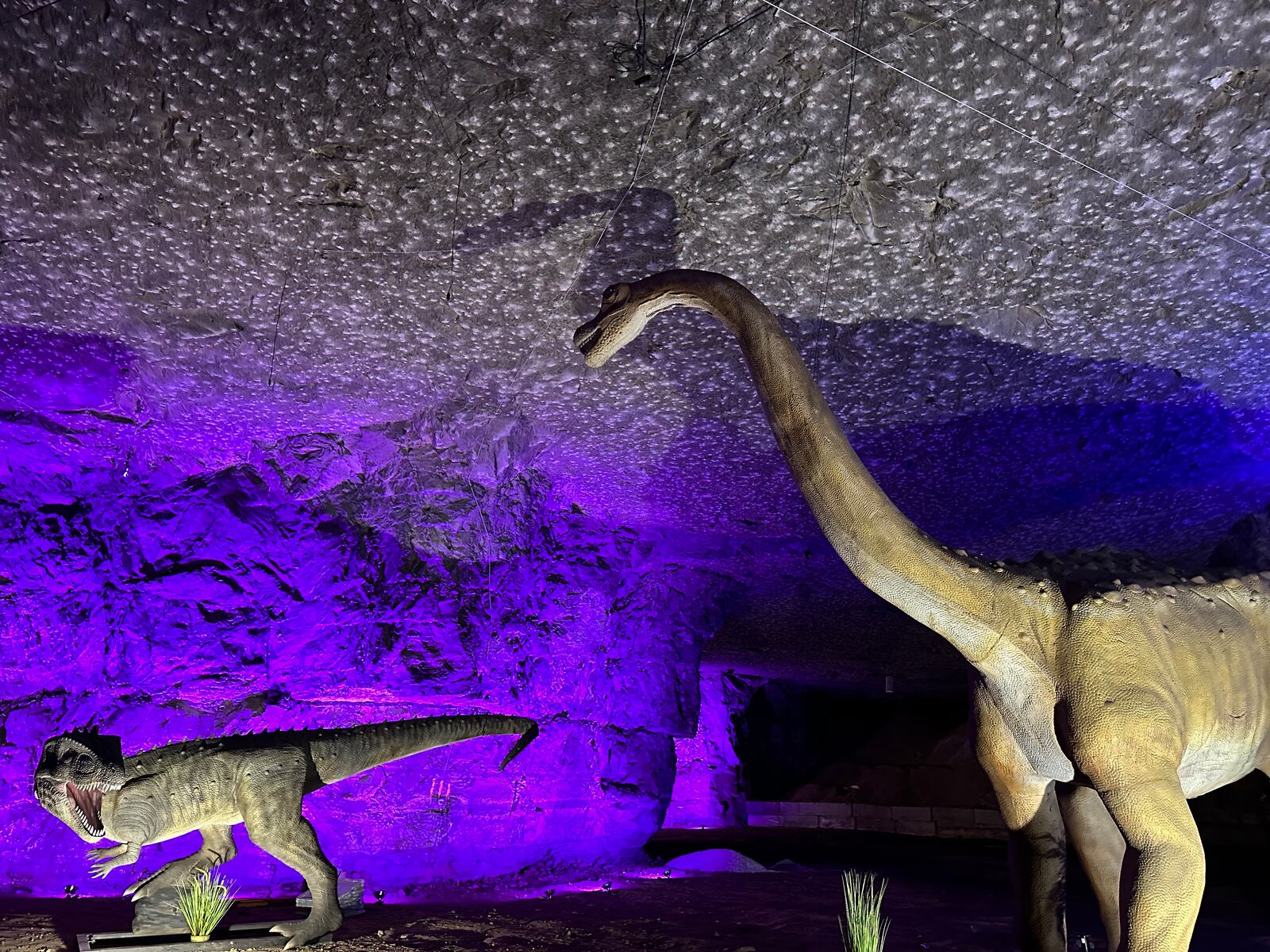 Dinosaurs return to Louisville Mega Cavern Feb. 18 with Dinos Under Louisville. The drive-thru features 80 animatronic dinosaurs and runs until April 30. CONTRIBUTED