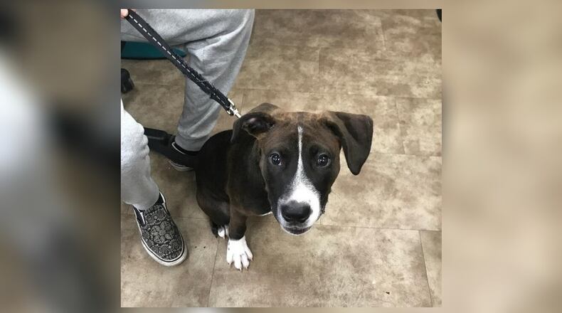 Met Pip. We believe he is some sort of hound mix, around 6-months-old. He is a spunky little fella and would make a great family pet. He does well with children, people, and other dogs. However, we do still recommend a meet-n-greet, prior to adopting. He is Pet of the Week, and due to the Holiday, we have dropped his adoption fee to $77. That includes his neuter, vaccines, heartworm test, microchip, dog license, and a free vet check. Call 937-521-2140 if you would like to meet him. Clark County Dog Shelter is at 5201 Urbana Road, Springfield. CONTRIBUTED
