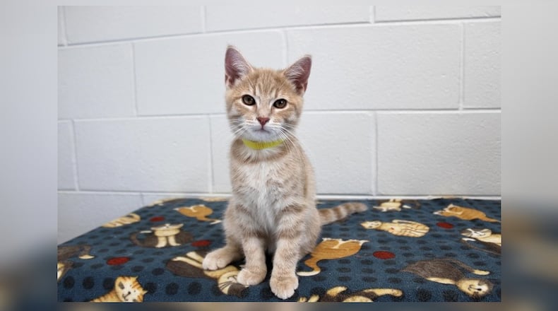 Hi! I’m Karl, a playful and friendly kitten who loves to make new friends. My days are filled with fun and games, chasing toys, and enjoying cuddles from anyone who stops by. I share my space with my four siblings, and together, we have the best time. But what I dream of most is finding a forever home where I can share all my love and playful energy. If you’re looking for a sweet companion to bring joy and laughter to your home, I’m the perfect little friend for you. Come visit Karl at the Paws Animal Shelter, 1535 West U.S. Highway 36, Urbana. Check out Paws at pawsurbana.org, on Facebook at facebook.com/paws.urbana, on Petfinder at petfinder.com or call 937-653-6233. Paws is in need of volunteers and foster homes. CONTRIBUTED