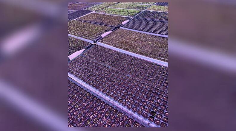 Plants destined for local spring gardens are already growing in Meadow Views greenhouses. Photo from Meadow View website.