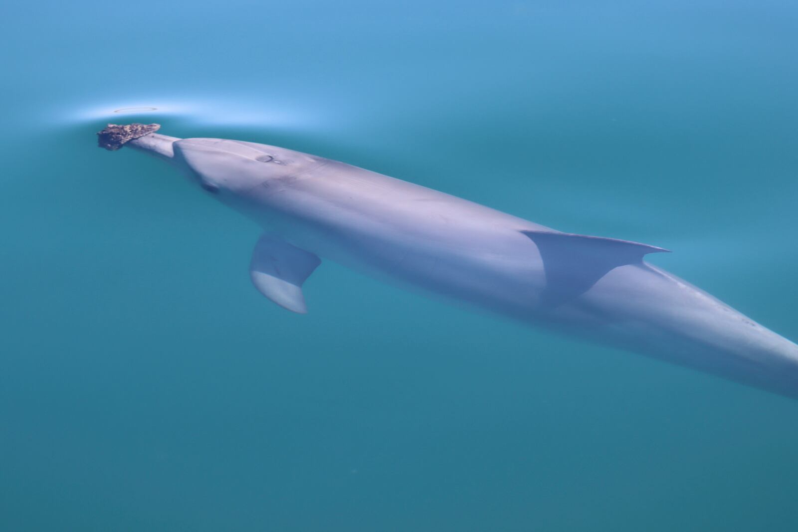 In this photo provided by the Shark Bay Dolphin Research Project, a bottlenose dolphin wearing a marine sponge on its nose to forage swims in Shark Bay, Australia, 2023. (Meredith MacQueeney/Shark Bay Dolphin Research Project via AP)