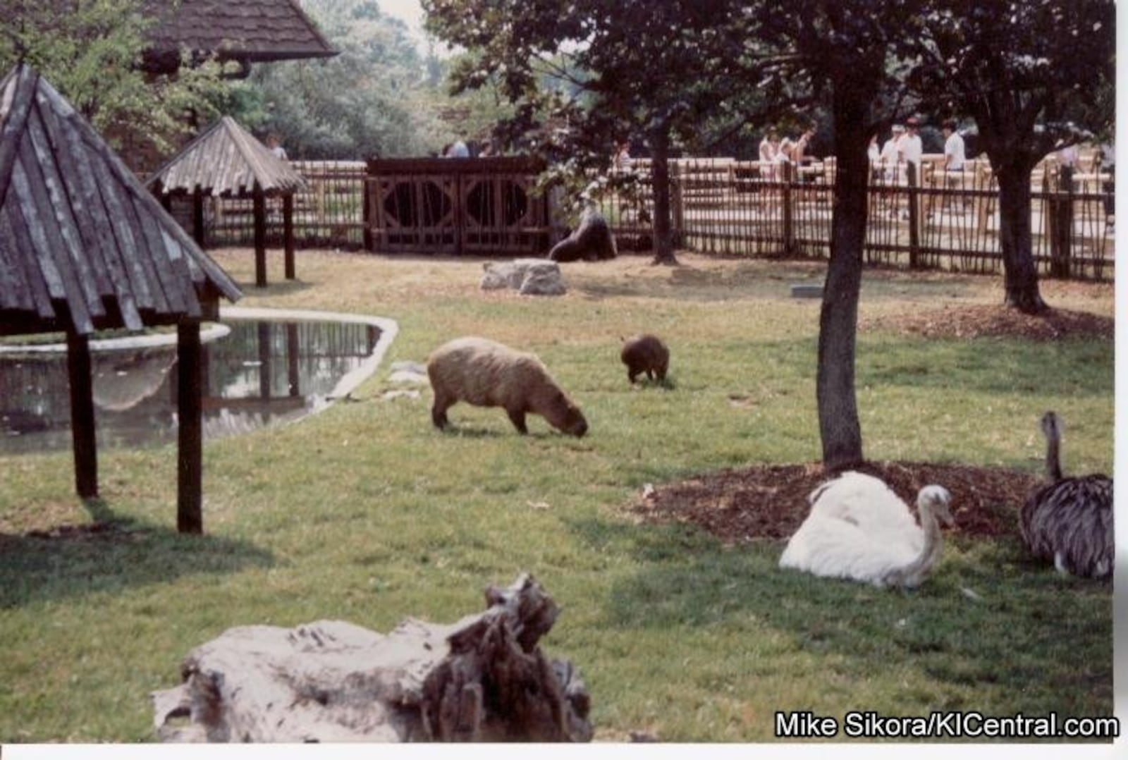 Kings Island's Lion Country Safari would take guests on a monorail trek through various habitats filled with lions, zebras, giraffes and more. Photo by Mike Sikora, submitted by Ki Central