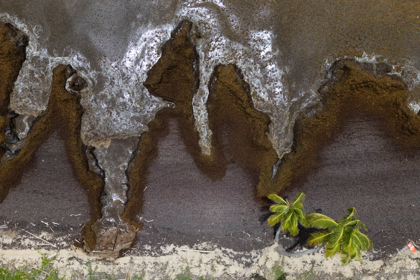 Sargassum covers the coast of Playa Lucía, Yabucoa, Puerto Rico, Monday, June 2, 2025. (AP Photo/Alejandro Granadillo)