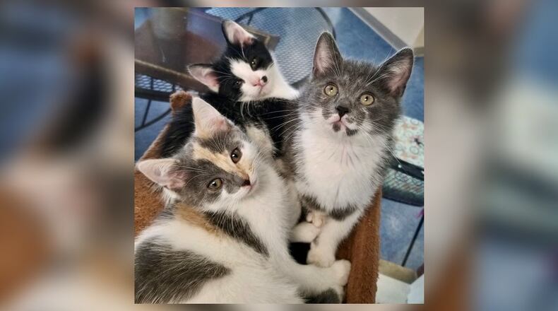 Yoshi, Roscoe and Kai are siblings from a litter of five and are your typical playful, fun-loving kittens. Yoshi, the little calico, is the only girl and she’s as ornery as her brothers. They are 2 1/2-months-old and looking for their fur-ever homes. Stop by and meet them in the Kitten Cove at the Paws Animal Shelter (PAWS), 1535 West U.S. Highway 36, Urbana. Check out PAWS at www.pawsurbana.com, on Facebook at www.facebook.com/paws.urbana, on Petfinder at petfinder.com or call 937-653-6233. CONTRIBUTED