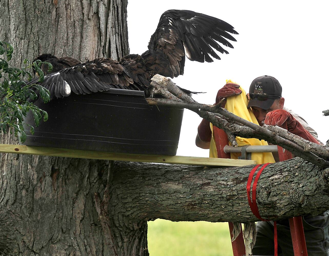 Young Bald Eagles Returned to Nest