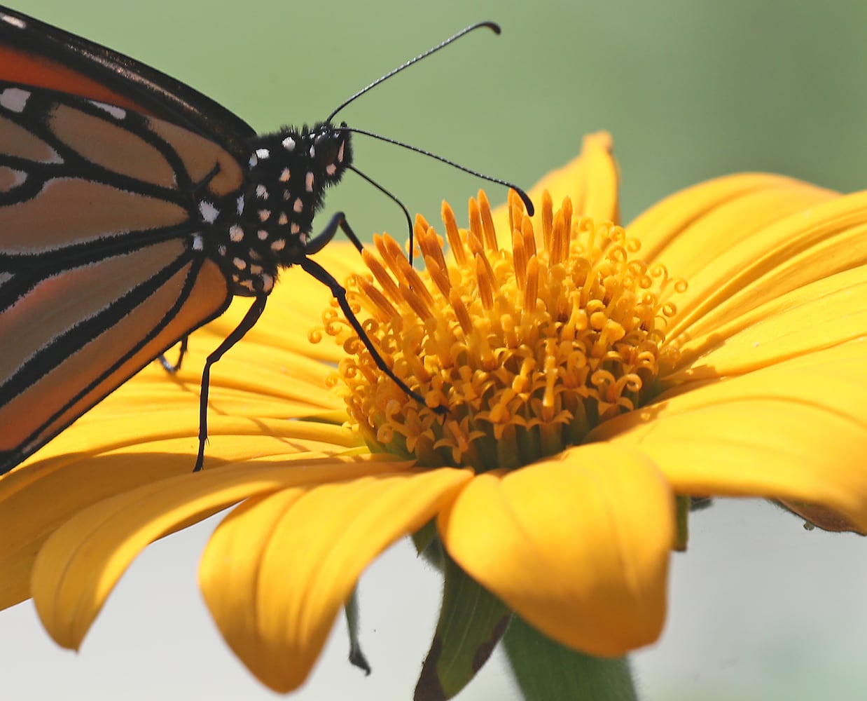 091821 Butterflies SNS