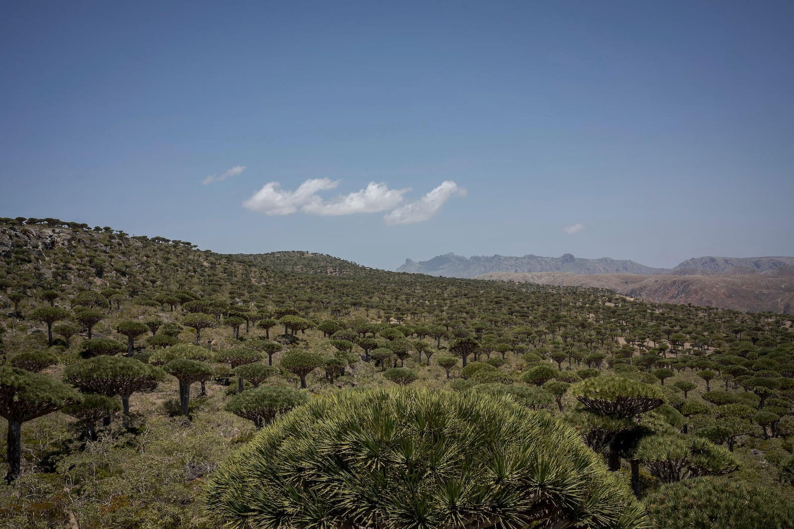 Socotra's Firmihin plateau, home to the largest remaining dragon's blood forest, is visible on Sept. 18, 2024, on the Yemeni island of Socotra. (AP Photo/Annika Hammerschlag)