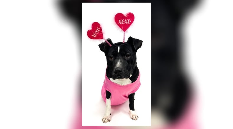 Meet Chloe! She is a mixed breed, around 3-years-old, that weighs around 58 lbs., and likes to be loved at all times. She likes kids and gets along great with other dogs. Her adoption fee this week is $22, as she is our Pet of the Week. Call 937-521-2140, to meet her. Clark County Dog Shelter is at 5201 Urbana Road, Springfield. For more information, visit www.facebook.com/clarkcountydogshelter. CONTRIBUTED