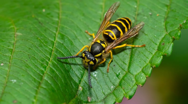 Yellow Jackets go largely unnoticed until this time of year when they can become an annoyance at outdoor events. SHUTTERSTOCK