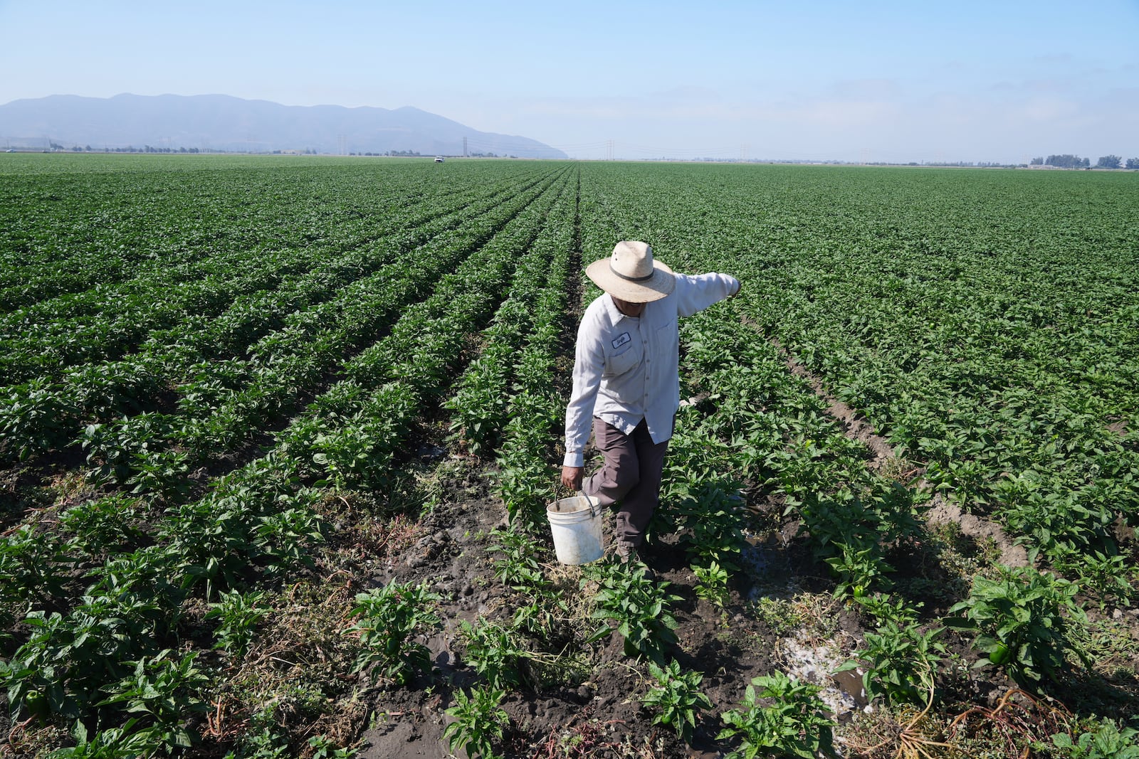 Sergio Madrigal works on a farm field Friday, July 11, 2025, in Camarillo, Calif. (AP Photo/Damian Dovarganes)