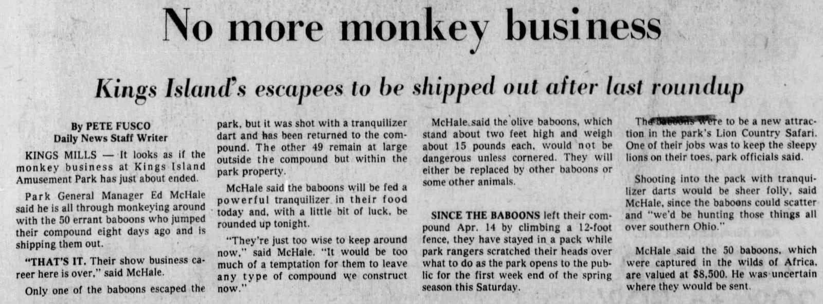 A Dayton Daily News article discussing the escape of 50 baboons at Kings Island in April 1976. Courtesy of newspapers.com
