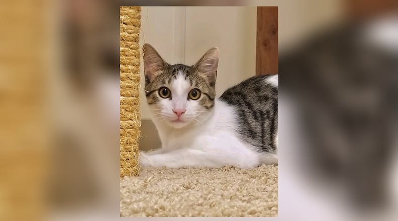 Maverick is a handsome 6-month-old male kitten who will require some TLC. He is up to date on his vaccines and has been tested and neutered. Maverick has three brothers and a sister who are all hoping to find a fur-ever home that understands sometimes a kitten has to take a little extra time to trust humans - then all will be wonderful. Come meet him today at the Paws Animal Shelter, 1535 West U.S. Highway 36, Urbana. Check out PAWS at www.pawsurbana.com, on Facebook at www.facebook.com/paws.urbana, on Petfinder at petfinder.com or call 937-653-6233. PAWS is in need of volunteers and foster homes. CONTRIBUTED