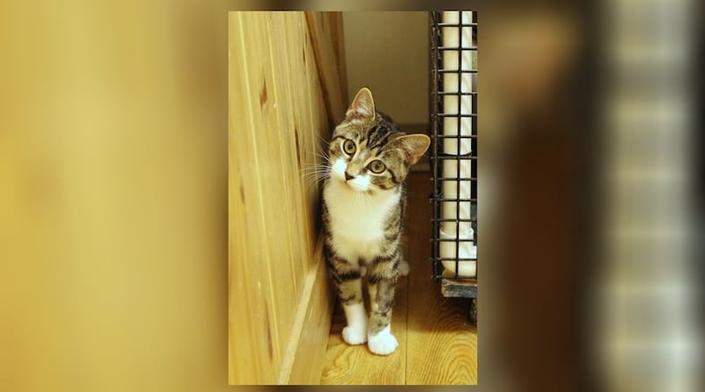 Hi! I’m Tallulah, a kitten full of energy and curiosity. My adventure began when I found myself at a kind lady’s house in the countryside. She was too elderly to keep me, so she asked Paws Animal Shelter to take me in and find a forever home for me. I love exploring every nook and cranny and playing with anything that moves. I’m also super friendly and adore being around people. If you’re looking for a playful and loving companion to add joy and excitement to your life, I’m the perfect match. Come visit Tallulah at the Paws Animal Shelter, 1535 West U.S. Highway 36, Urbana. Check out Paws at pawsurbana.org, on Facebook at facebook.com/paws.urbana, on Petfinder at petfinder.com or call 937-653-6233. Paws is in need of volunteers and foster homes. CONTRIBUTED