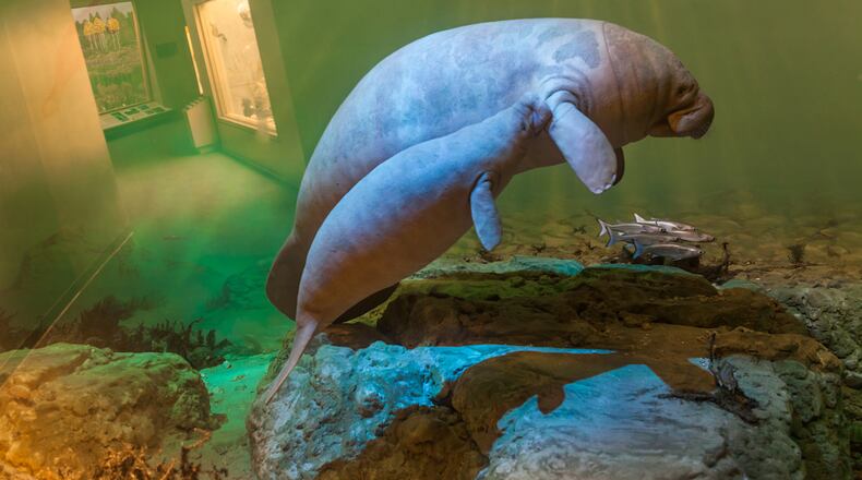 Dioramas featuring manatees and other exotic taxidermy animals from natural history museums all over the world have been photographed in unique ways and are part of the new exhibit "Unnatural History: Photographs by Diane Fox" opening Saturday at the Springfield Museum of Art. Photo by Diane Fox