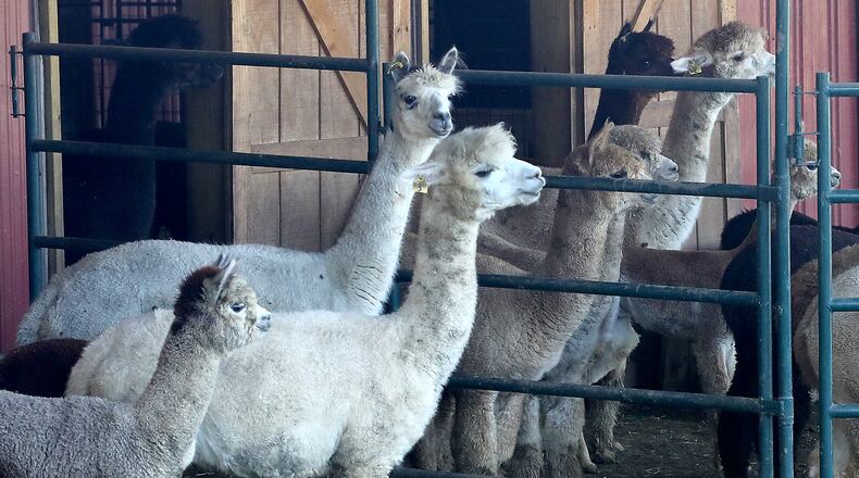 Some of the alpaca at Holdfast Alpaca Farms on Lower Valley Pike Friday. For the second year the farm will be participating in National Alpaca Farm Days this weekend and welcome visitors to meet and learn about their alpaca. BILL LACKEY/STAFF