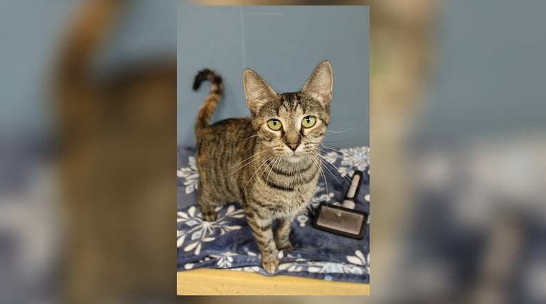 I’m Rosemary! My days are filled with chasing toy mice and purring away in warm laps. I’m a social butterfly who loves to cuddle and play. My two kittens are my pride and joy, and they’ve inherited my playful and friendly spirit. I was a wonderful, loving momma, but my babies are weaned now and forging their own path in life. I’m quite the conversationalist, always ready to share a meow or two. I’m not just a cat - I’m a companion, a playmate, and a confidante. If you’re looking for a loyal friend who’ll make your days brighter, I’m your girl. Note from Paws humans: Rosemary is one of those cats that is hard to photograph because she wants to be right next to you getting petted, or sitting on your lap. Come visit me at the Paws Animal Shelter, 1535 West U.S. Highway 36, Urbana. Check out Paws at pawsurbana.com, on Facebook at facebook.com/paws.urbana, on Petfinder at petfinder.com or call 937-653-6233. To apply to adopt any of our cats or kittens, visit pawsurbana.org. Paws is in need of volunteers and foster homes. CONTRIBUTED