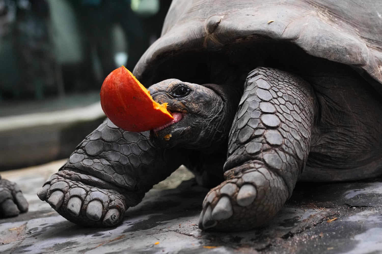 APTOPIX Czech Republic Halloween Zoo