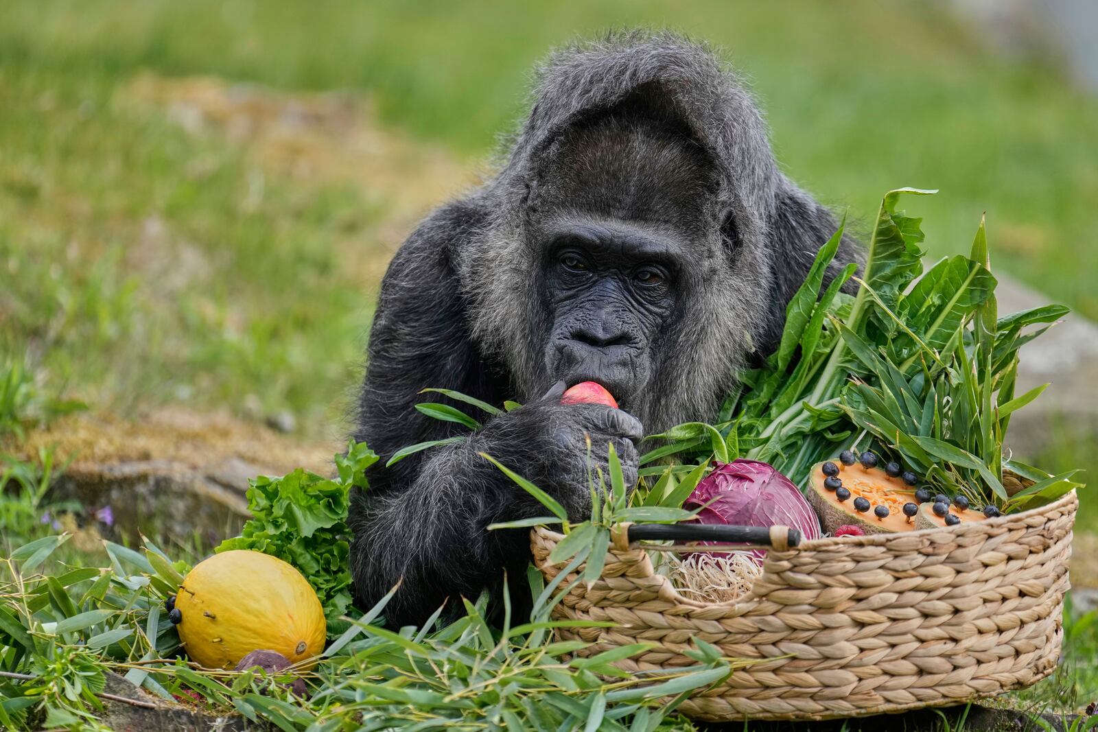 Female gorilla Fatou, the oldest of Berlin's zoo and also believed to be the world's oldest gorilla, enjoys her birthday basket with a "gorilla food surprise", as the zoo celebrates her 68th birthday in Berlin, Germany, Friday, April 11, 2025. (AP Photo/Ebrahim Noroozi)
