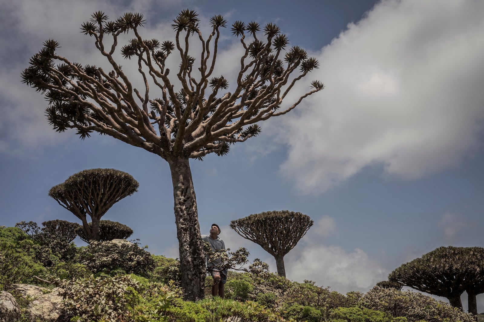 Ecotourism guide Sami Mubarak poses for a portrait beneath an ailing dragon's blood tree on the Yemeni island of Socotra, Sept. 19, 2024. (AP Photo/Annika Hammerschlag)