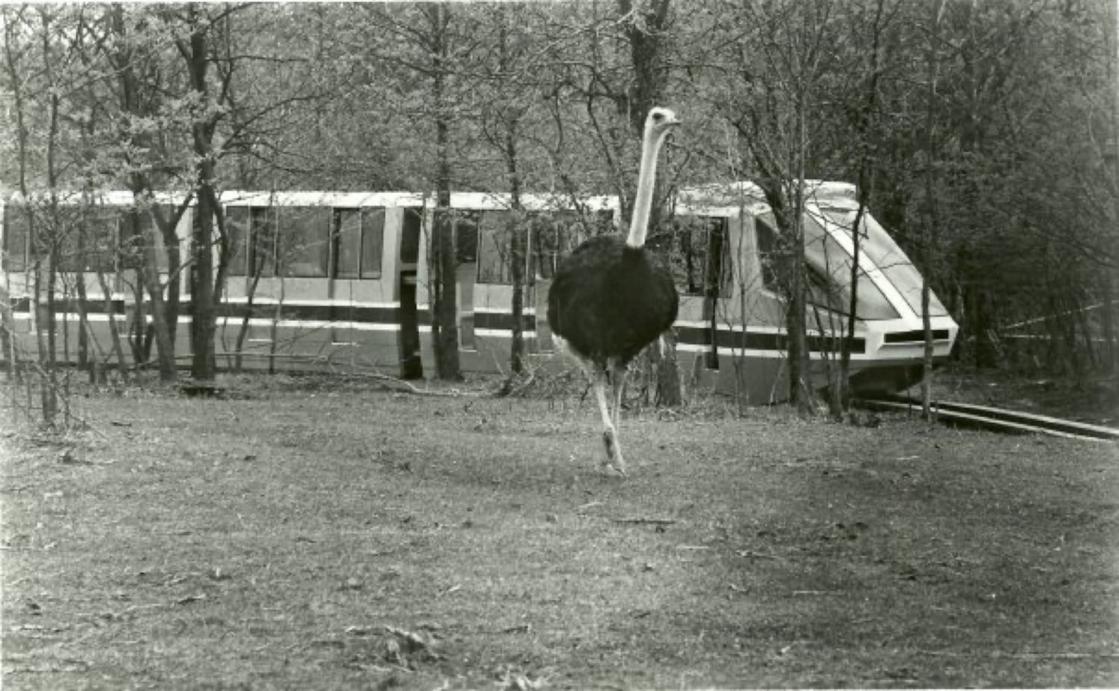 Kings Island's Lion Country Safari would take guests on a monorail trek through various habitats filled with lions, zebras, giraffes and more. Photo courtesy of Don Helbig