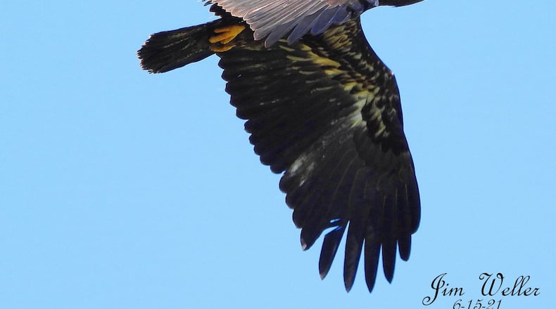 The eagle triplets at Carillion Historical Park have taken flight. The trio, Aviator, Navigator and Pilot, the offspring of Orv and Willa, the park’s resident bald eagles, fledged from their nest last week. JIM WELLER / CONTRIBUTED PHOTO