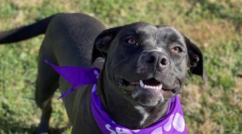 Vanellope is the Clark County Pet of the Week from the Clark County Dog Shelter.