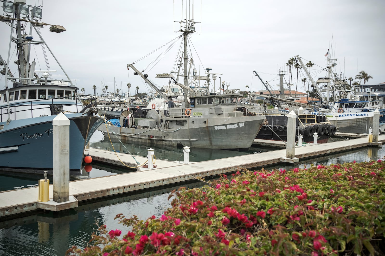 Fishing vessels share the same harbor as tourist and diving boats bound for the Channel Islands in Ventura, Calif., Thursday, May 1, 2025. (AP Photo/Annika Hammerschlag)