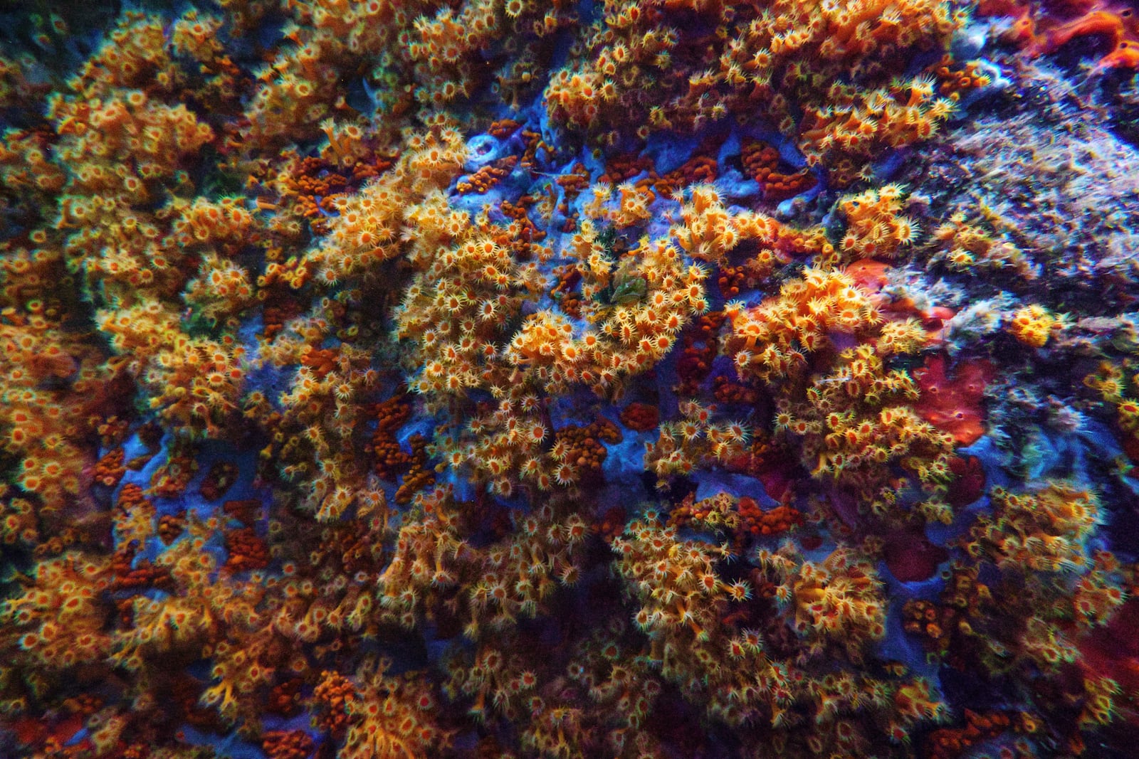 Yellow cluster anemone is visible in the protected area of France's Porquerolles National Park ahead of the U.N. Ocean Conference on Friday, June 6, 2025. (AP Photo/Annika Hammerschlag)