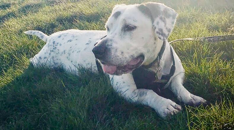 Howard the Dog, the 2019 overall Best in Rescue winner. CONTRIBUTED