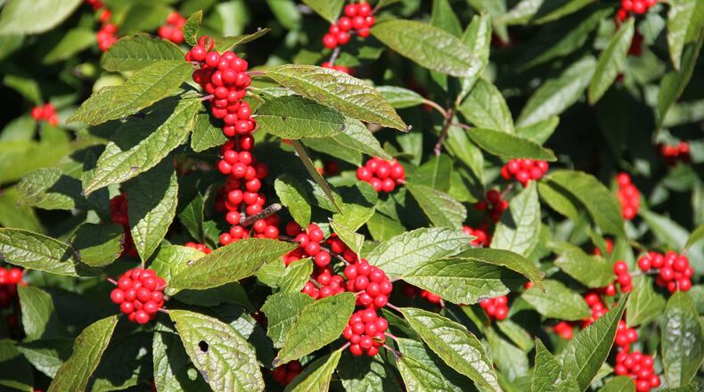 Ilex verticillata or deciduous hollies are excellent for berry production. CONTRIBUTED