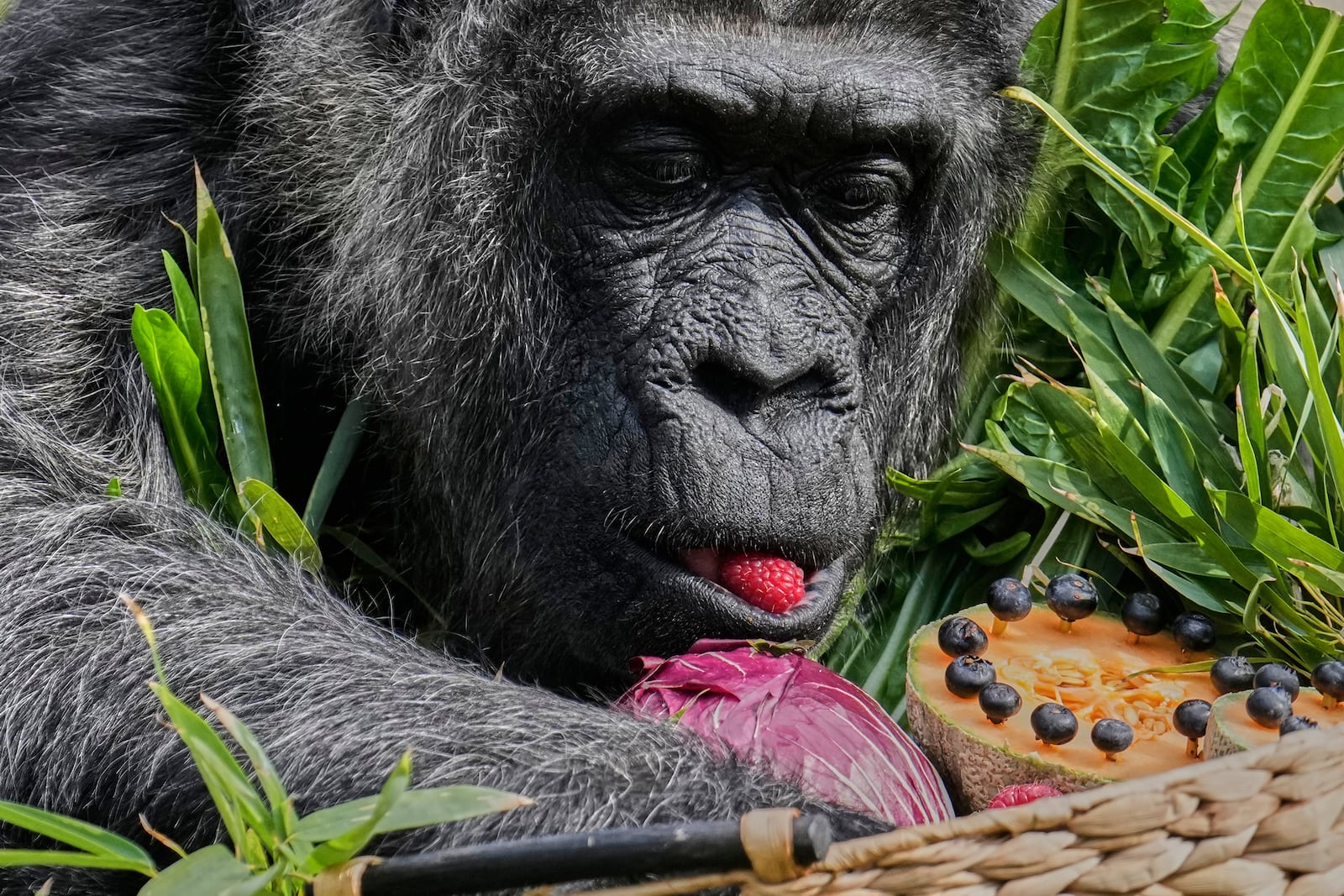 Female gorilla Fatou, the oldest of Berlin's zoo and also believed to be the world's oldest gorilla, enjoys her birthday basket with a "gorilla food surprise", as the zoo celebrates her 68th birthday in Berlin, Germany, Friday, April 11, 2025. (AP Photo/Ebrahim Noroozi)