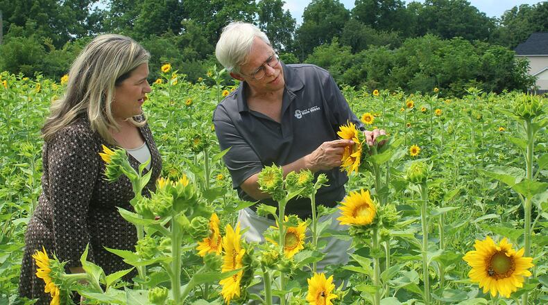 Leanne Castillo with National Trail Parks and Recreation and Steve Schlather with Keep Clark County Beautiful enjoy the Sun Flower Field on Euclid Ave. in Springfield. JEFF GUERINI/STAFF