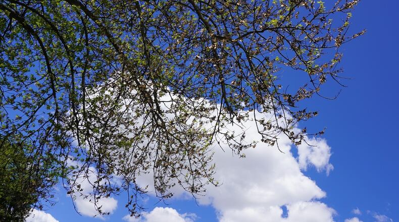 Silver maple with heavy seed set (note the brown on the branches). CONTRIBUTED/PAMELA BENNETT