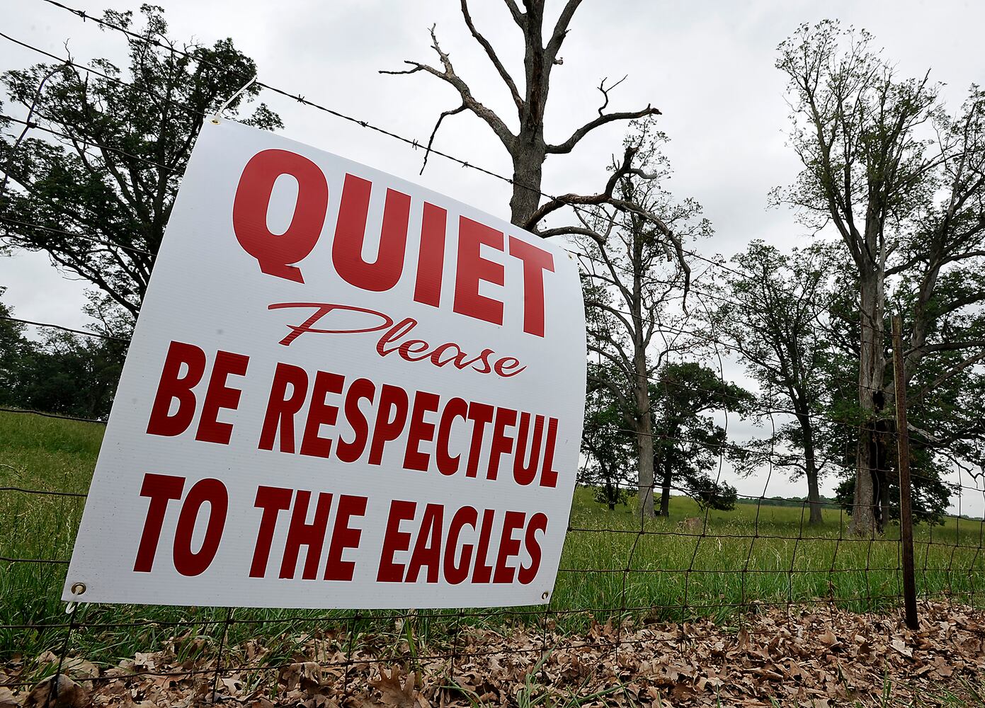 Young Bald Eagles Returned to Nest