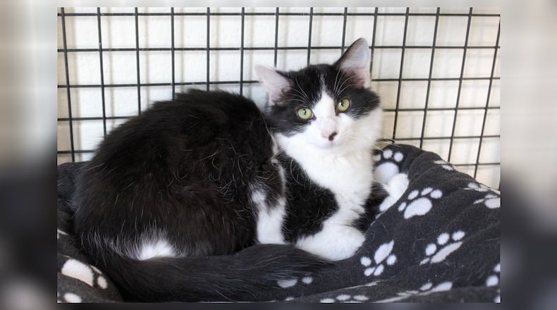 Hello, I’m Jackson. I’m discovering the joy of soft pats and warm laps. I’m a gentle soul, eager to find a place where I can feel safe and loved. Note from Paws humans: Jackson came to us with his brother, Shaggy (who has been adopted). Their mom was feral, and has now been trapped and spayed, so no more kittens for her. The family taking care of mom brought her two kittens to Paws Animal Shelter so they could be adopted. Come visit Jackson at the Paws Animal Shelter, 1535 West U.S. Highway 36, Urbana. Check out Paws at pawsurbana.com, on Facebook at facebook.com/paws.urbana, on Petfinder at petfinder.com or call 937-653-6233. To apply to adopt any of our cats or kittens, visit pawsurbana.org. Paws is in need of volunteers and foster homes. CONTRIBUTED
