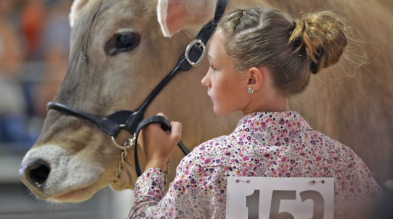 Payton Massie, 11, keeps her eye on the judge as she shows her dairy steer Tuesday, August 9, 2022 at the Champaign County Fair. BILL LACKEY/STAFF
