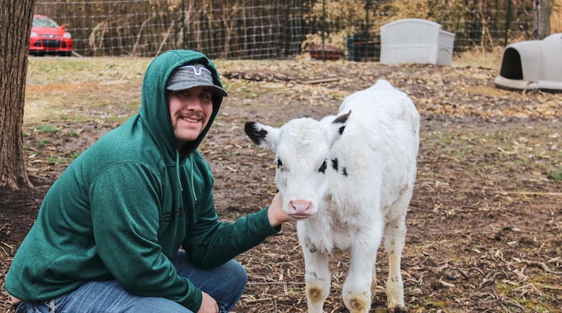 Noah Weaver with his Holstein cow, Bruce, when he was about four months old. Noah owns Happy Horns Farm, which opened at the beginning of this month in Springfield. Contributed