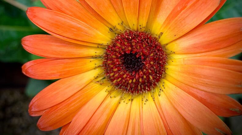 Flowers bloom following spring rains. MARSHALL GORBY/STAFF