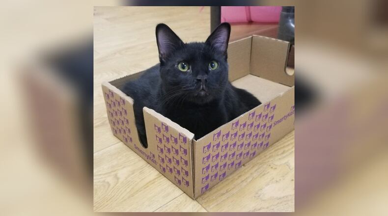 Coal is an 8-month-old black neutered male. He’s been through so much in his short life. Coal was sick a lot as a baby and he will likely always sneeze a lot. He is such a character. There’s no one quite like him. You should treat yourself to a visit with this kitten. He’s in the Scratching Post room at the Paws Animal Shelter, 1535 West U.S. Highway 36, Urbana. Check out PAWS at pawsurbana.com, on Facebook at facebook.com/paws.urbana, on Petfinder at petfinder.com or call 937-653-6233. PAWS is in need of volunteers and foster homes. CONTRIBUTED