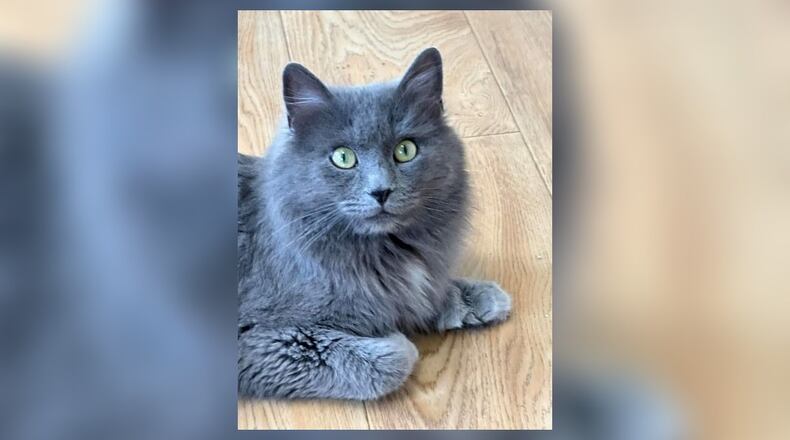 Apollo is a 1-year-old neutered male. He is very sweet and has lots of toes. Called a polydactyl, which, in addition to his long hair, makes him a show stopper for sure. Apollo does have a sad story though and every reason to not like people, but he does like people - a lot. He also gets along with the other cats and will make a wonderful addition to most any home. Come visit him at the Paws Animal Shelter, 1535 West U.S. Highway 36, Urbana. Check out PAWS at pawsurbana.com, on Facebook at facebook.com/paws.urbana, on Petfinder at petfinder.com or call 937-653-6233. PAWS is in need of volunteers and foster homes. CONTRIBUTED