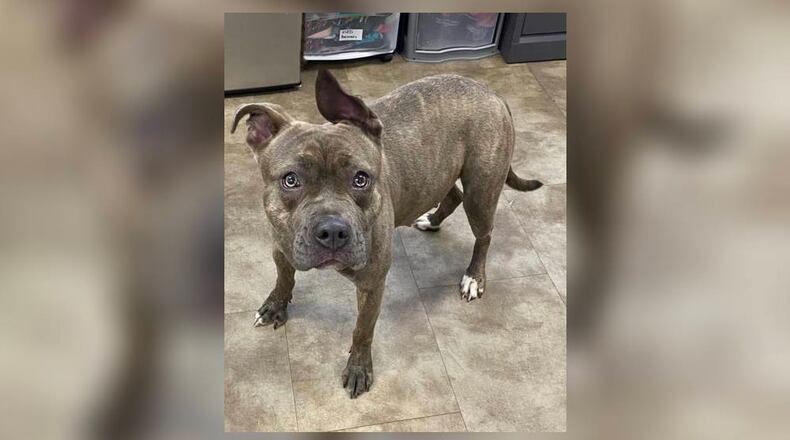 Flower is a 44 lb. Pittie mix, around 2-3 years old. She is a sweet girl, who is also very playful. We have not seen any issues with other dogs here at the shelter however, we do recommend a meet-n-greet, prior to adopting. Her adoption fee is $111 this week, as she is the Pet of the Week. The fee includes her spay, heartworm test, vaccines, microchip, dog license, and a free vet check. If you are interested in meeting Flower, call 937-521-2140. Clark County Dog Shelter is at 5201 Urbana Road, Springfield. CONTRIBUTED