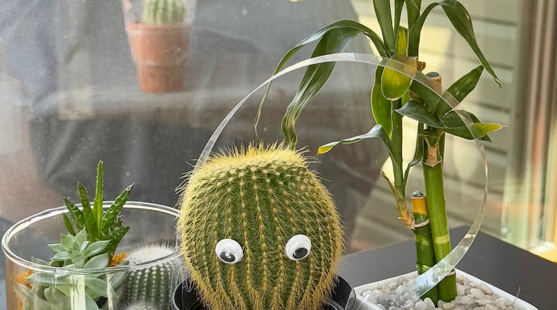 Unnamed terrarium, Cactus Jack and Unlucky. Caren the Cactus, banished to the outdoors, pictured in background. CONTRIBUTED