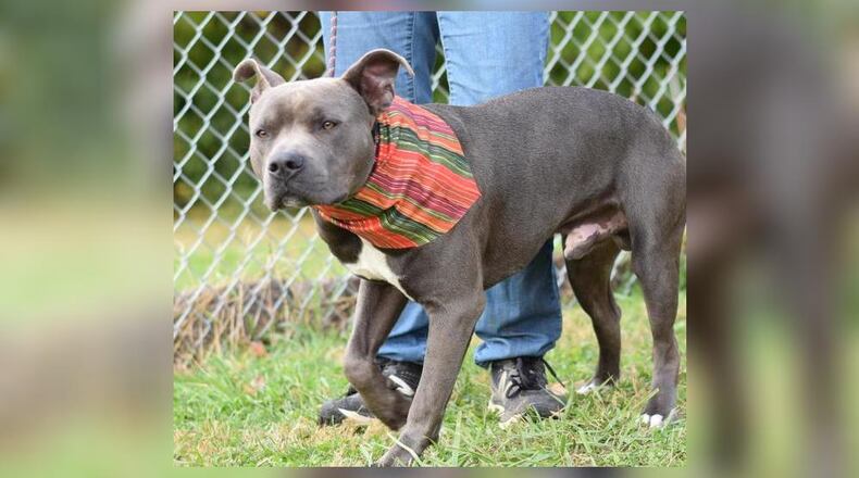 Wizard is a 55 lb. Pit Mix who is looking for a new home. He is fun, playful, loving, gets along with other dogs and does good around children. This week his adoption fee is $22, as he is the Pet of the Week. Adoption fee includes her vaccines, microchip, dog license and a free vet check. Wizard is at the Clark County Dog Shelter, 5201 Urbana Road, Springfield. Call 937-521-2140 or visit www.facebook.com/clarkcountydogshelter for more information. CONTRIBUTED